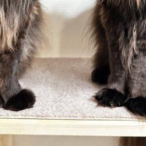 長い毛が特徴的な『２匹の猫』→棚の上に並んだ結果…あまりにも『神々しすぎる雰囲気』に「思わず拝んじゃう」「ありがたや〜」と反響