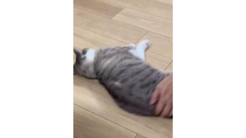 寝転がっている猫
