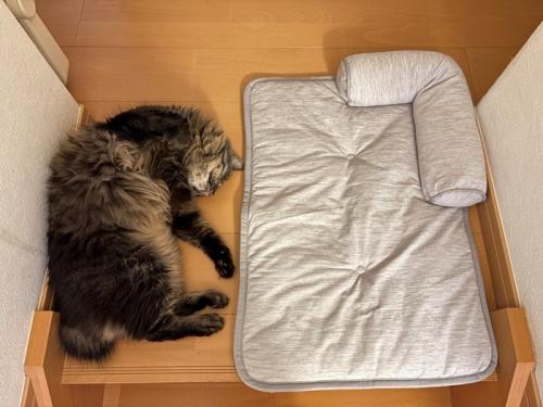 少し横向きでへそ天のように眠る猫とひんやりマット