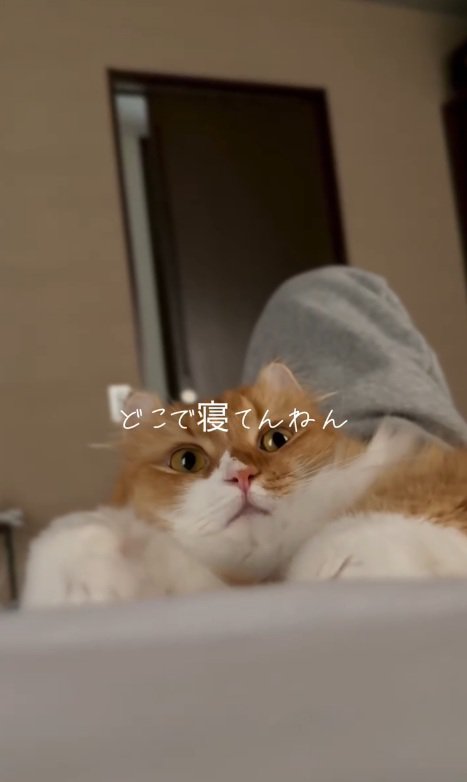 見つめてくる猫