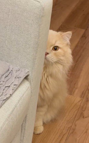 ソファの陰からジッと飼い主を見つめる猫
