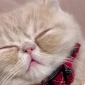 洗濯物を畳んでいる横で『眠っていた子猫』→おててをそっと持ち上げてみると…尊すぎる光景が12万再生「思わず笑顔になった」「天使ｗ」