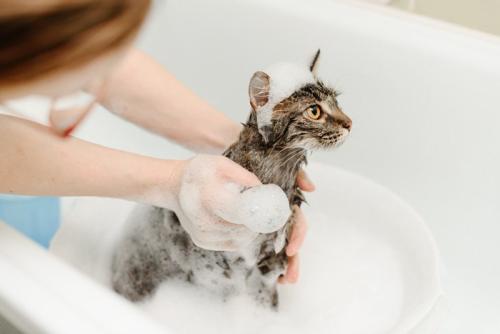 頭に泡が乗ったシャンプー中の猫