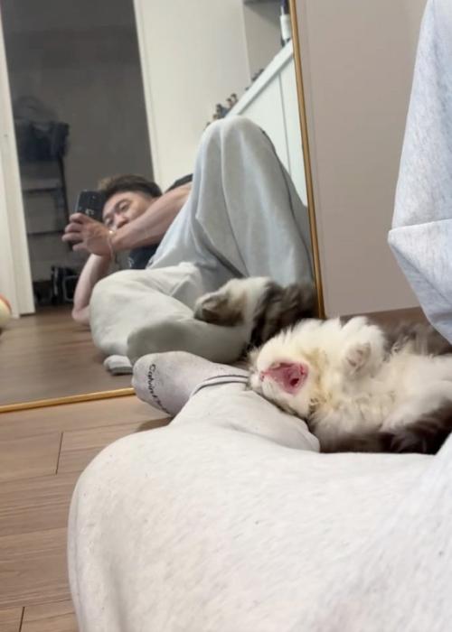 あくびする猫