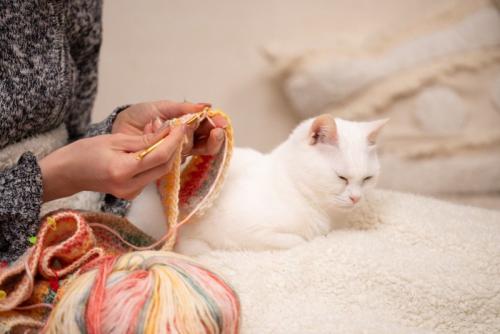 編み物をする飼い主の脇に座る猫