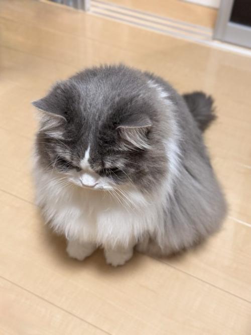 座る猫
