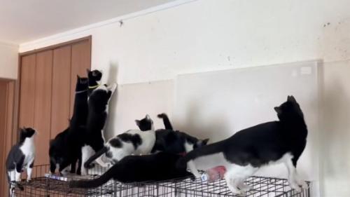 見上げる猫
