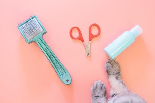 猫の足元にある爪切りやブラシ