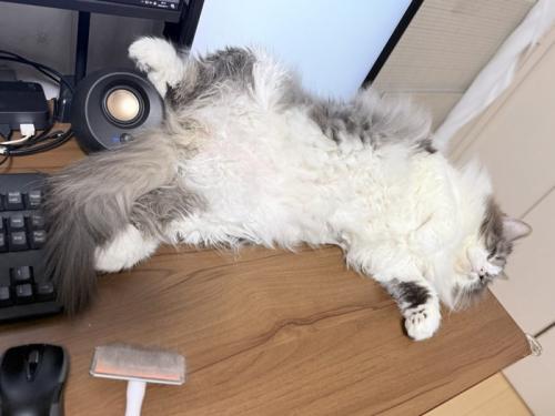 仰向けの猫