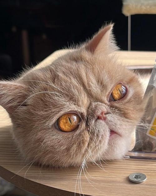 右を向いた猫