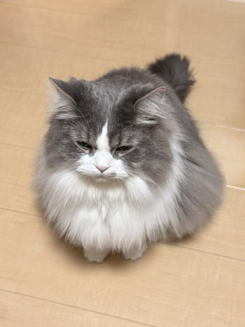 眠そうな顔の猫
