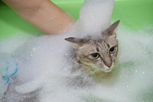 泡の中から顔だけ出ている猫