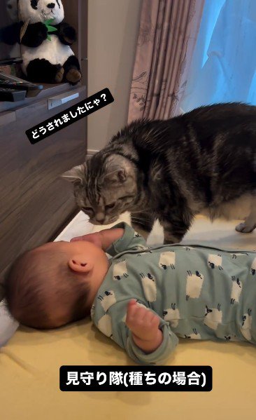 床で寝ている赤ちゃんを見ている猫