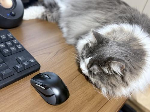 デスクの上で寝そべる猫