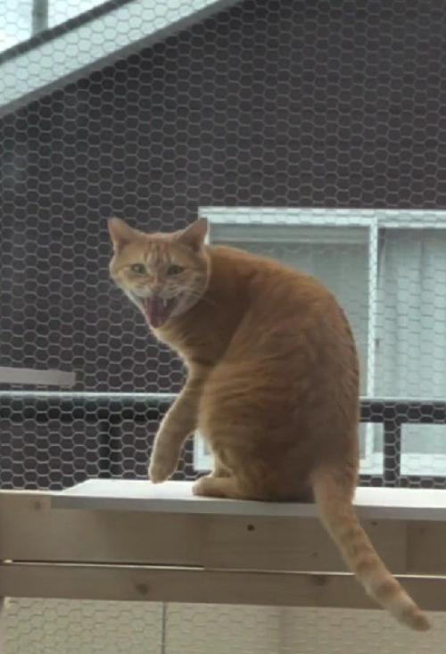 鳴いている猫