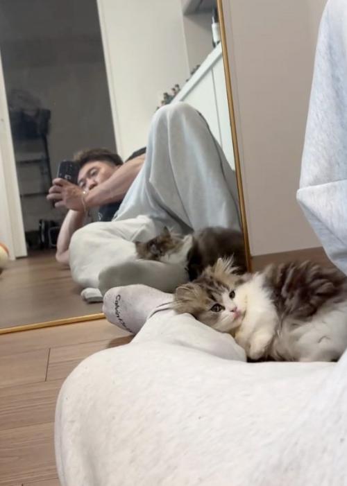 寝転がる猫