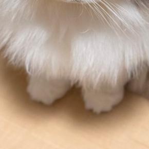 深夜の作業中、後ろを振り返ると『猫』が……あまりにも愛おしい『健気な様子』に３万いいね「一緒に寝てあげねば」「かわいい」と反響