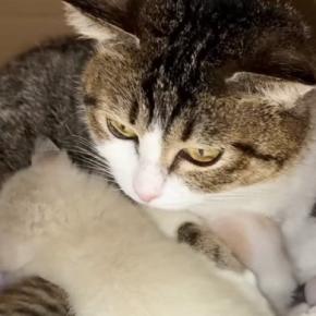 生後0日で保護された子猫→子育て中の『血のつながりのない母猫』に預けたら…驚きの光景が53万再生「本当に尊い」「あまりにも優しい世界」