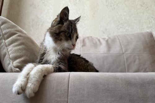 視線を合わせようとしない猫