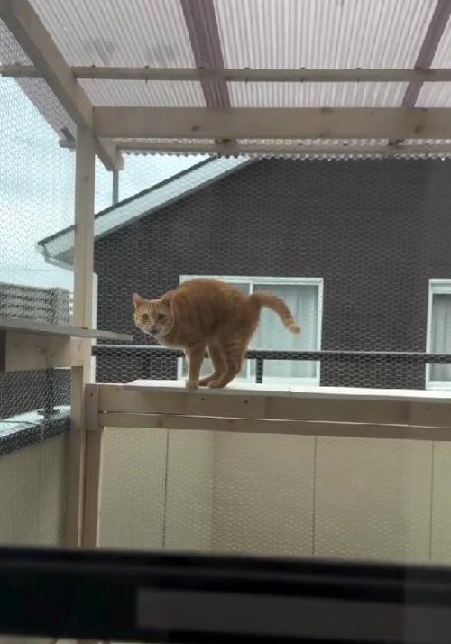 テラスの猫