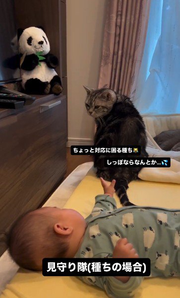 床で寝ている赤ちゃんと座っている猫