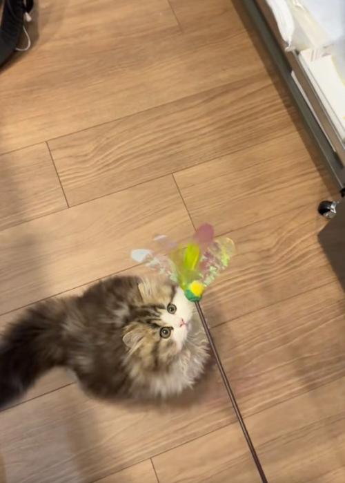 狙う猫