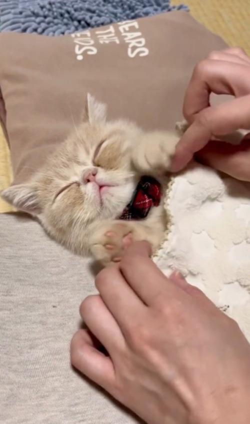 猫の手を上げさせる飼い主さん