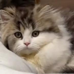 子猫が足元まで近づいてきて…可愛さを自覚しているとしか思えない『あざとすぎる行動』に「見せ方わかってる」「猫系彼女」と反響