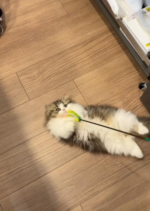 転がる猫