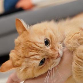 猫が思わず『キレてしまう』タイミング4選　避けるべきNG行為や対処法まで解説