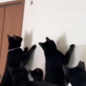 たくさんの猫がいる家に『クモ』が現れた結果…『想像を超える光景』に笑う人が続出「入る家間違えたｗ」「運が悪すぎるｗ」と反響