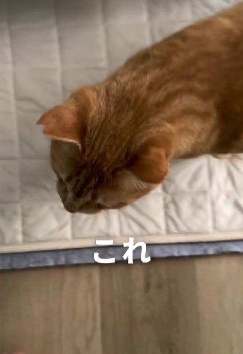 家に入ってきた猫