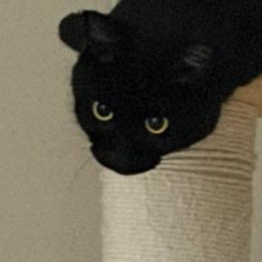 キャットタワーの上にいる黒猫を見たら…もはや別の生き物のような『まさかの光景』に「オタマジャクシｗ」「ギリなまこ」と３万いいね