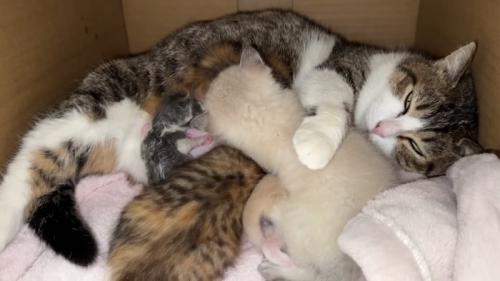 授乳中の親子猫と小さな子猫