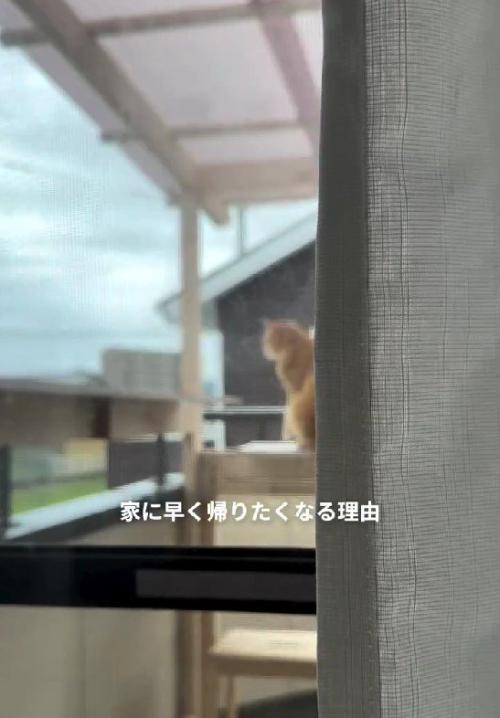 テラスの猫