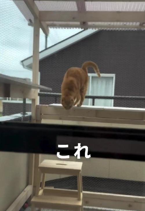 テラスの猫