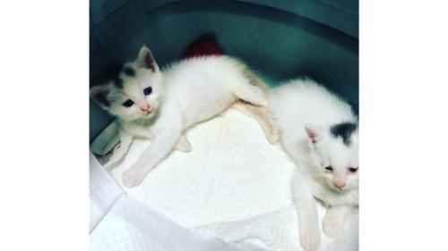 2匹の子猫