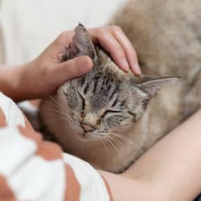 猫とのスキンシップ中にできる『顔の健康チェック』5つ　確認すべきポイントや異変を見つけたときの対処法まで