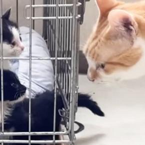 保護された子猫たち→初めて『ベテラン先住猫』と対面した結果…『可愛すぎる光景』に反響「ガン見ビームがすごいｗ」「すぐ仲良くなれそう」