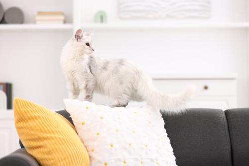 何かを探している様子の猫