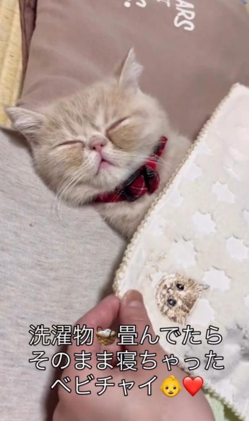 ハンカチを整える飼い主さん