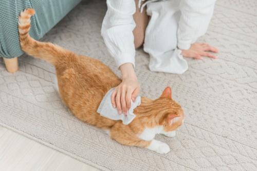 シートで体を拭かれる猫