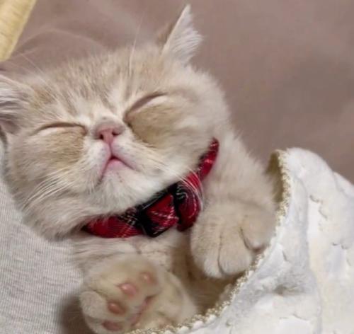 手の力が抜ける猫（アップ）