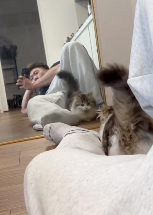 気になる猫