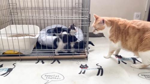 上に乗っかる子猫