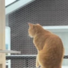 テラスでお留守番していた猫→背後まで来ていた『飼い主』に気づいた瞬間…尊すぎる光景が391万再生「早く帰りたくなるねｗ」「感動した」