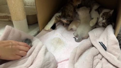 授乳中の猫と毛布に包まれた子猫