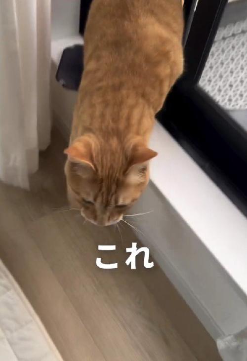 テラスから家に入ってくる猫