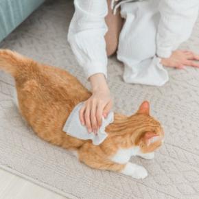 猫の『シャンプー』が必要になるケース4つ　洗うときの手順や嫌がる場合の対処法も