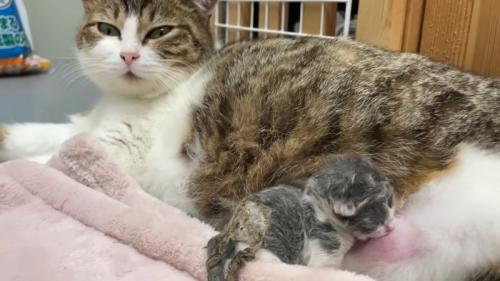 母猫とミルクを飲む子猫